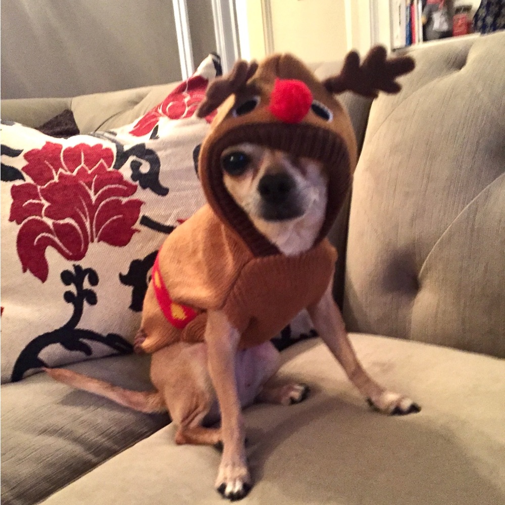 Reindeer Antler Pet Sweater Sz S